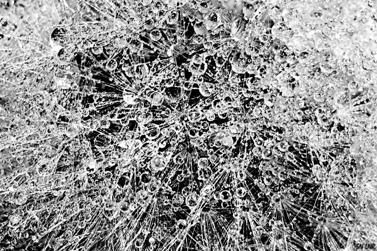 Одуванчик и капли - Наталья (ShadeNataly) Мельник