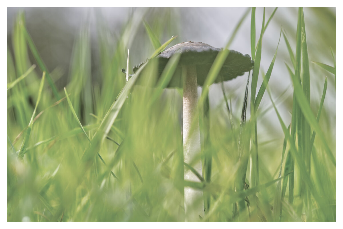 (°-°) - Jakob Dick