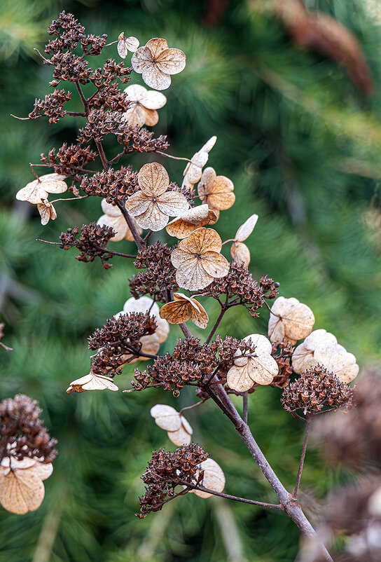 Бабочки или цветы? - Юрий Яловенко Бабочки или цветы? - Юрий Яловенко