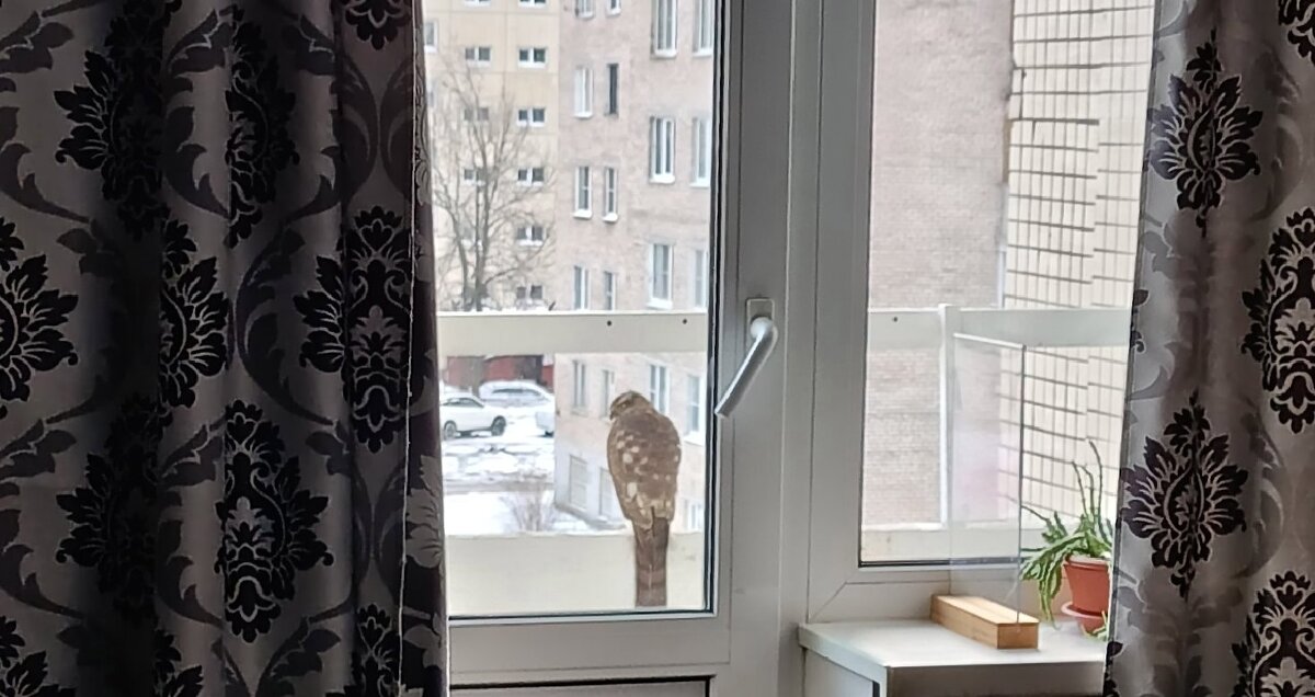 Гость на балконе. Сокол??? - Ирина ***