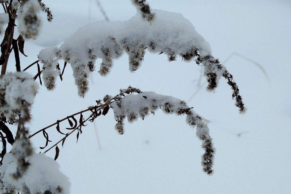 зима - светлана льдокова