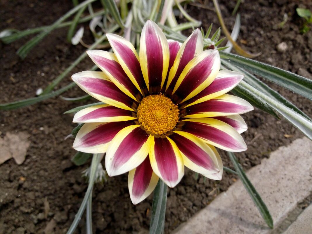 Гацания - Татьяна Пальчикова