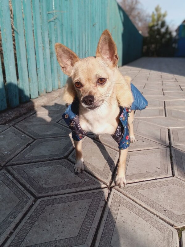 Наш Тайсон - Татьяна Пальчикова