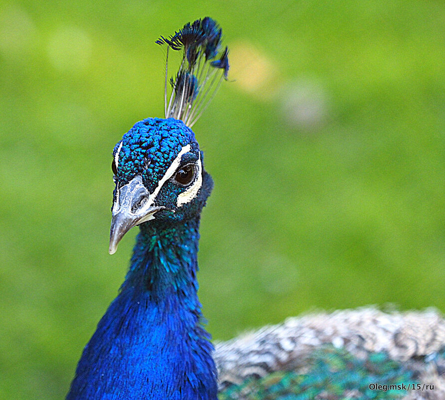 редкие птицы - Олег Лукьянов