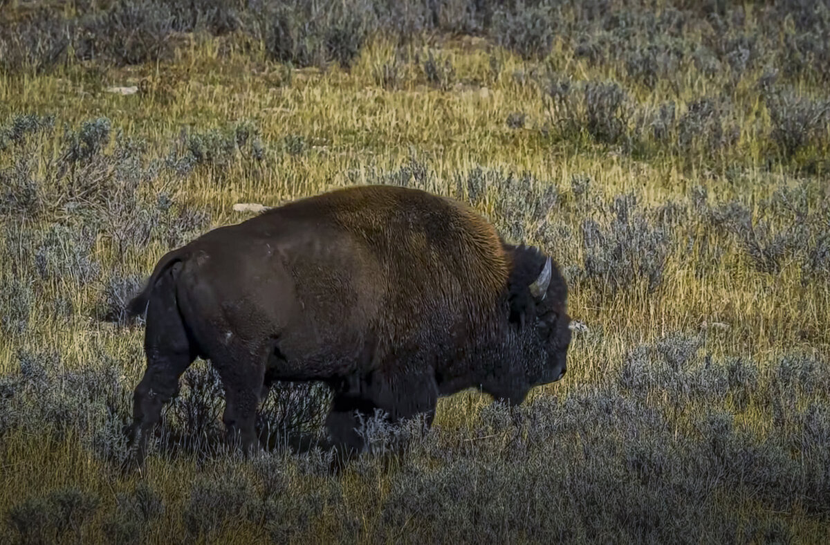 Бизон - Aleksey Afonin