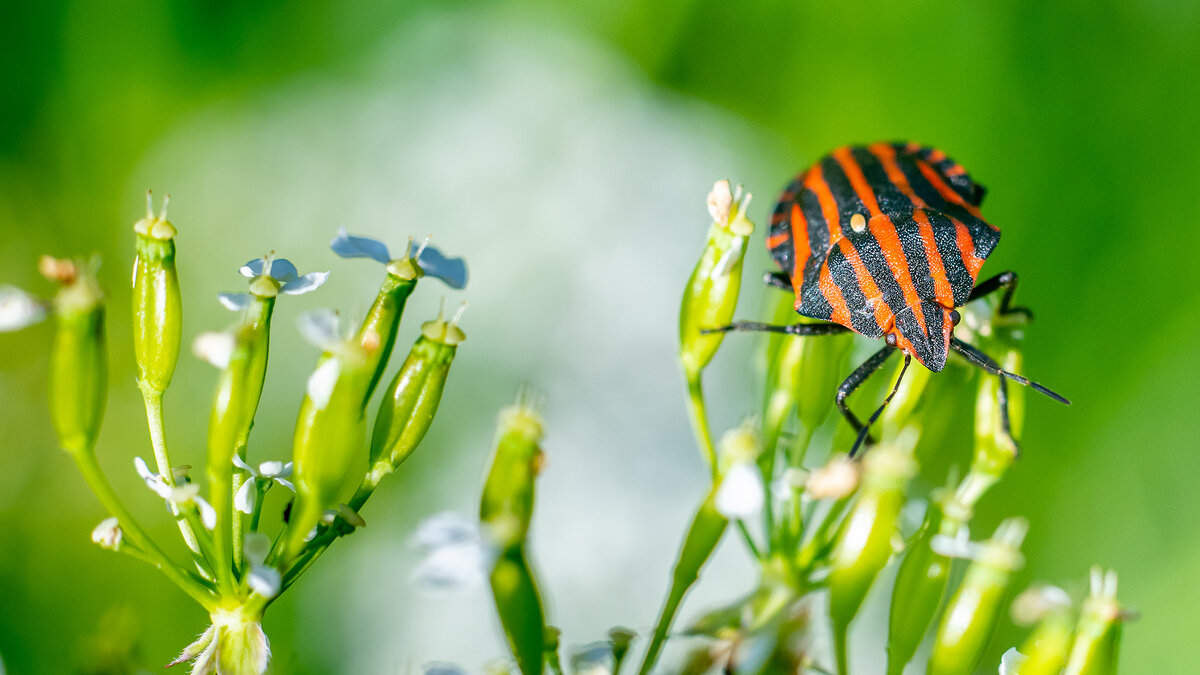 Полосатый  клоп - Владимир Лазарев