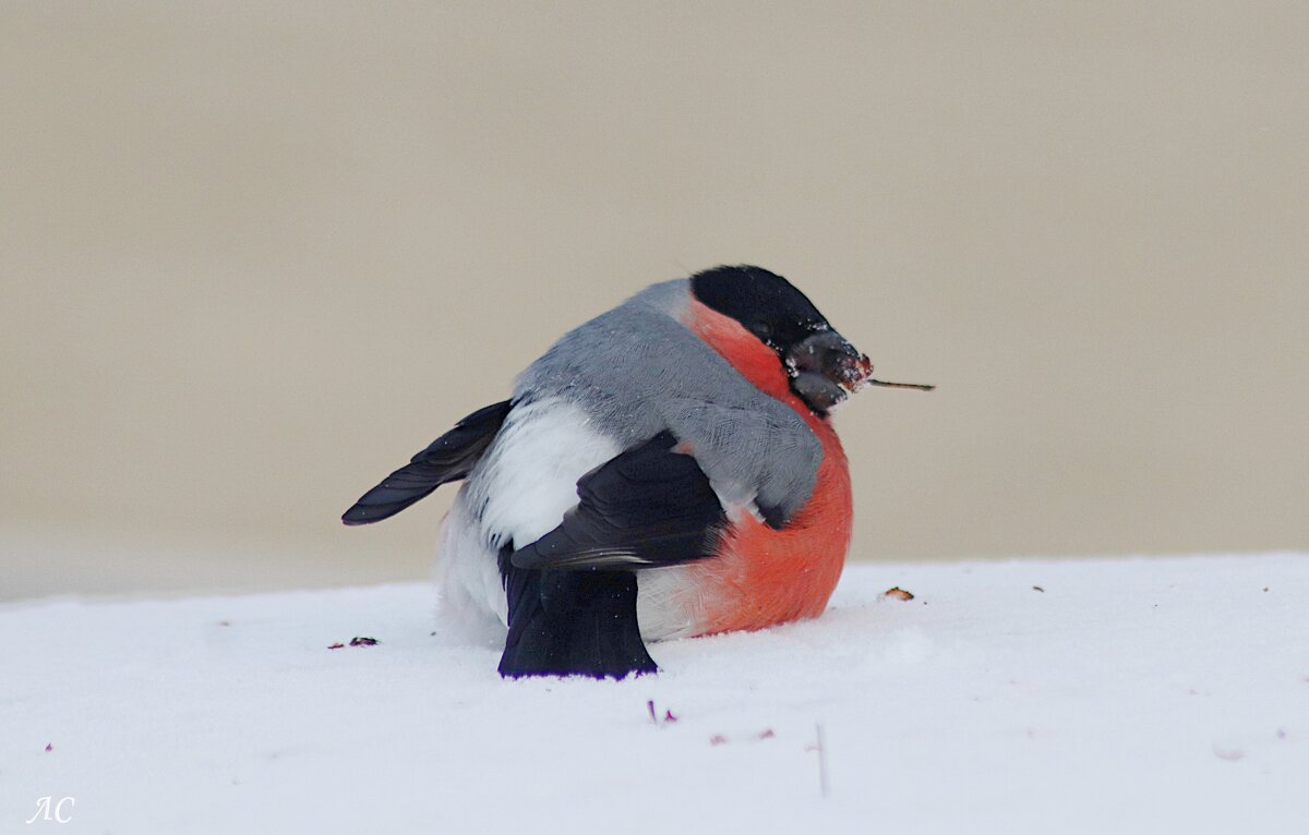 Завтрак на снегу - Любовь Сахарова