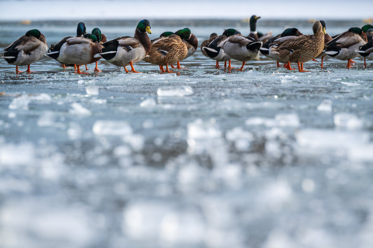 На озере - Referee (Дмитрий)