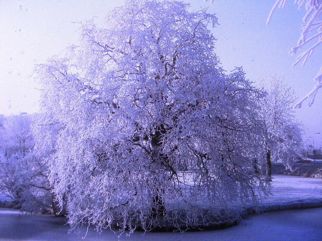 Всё в снегу - Людмила Смородинская