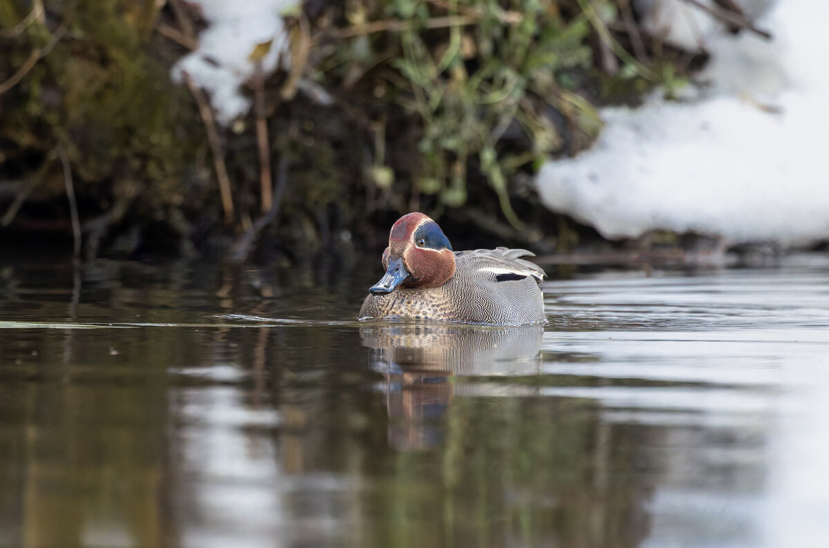 чирок свистунок - юрий макаров