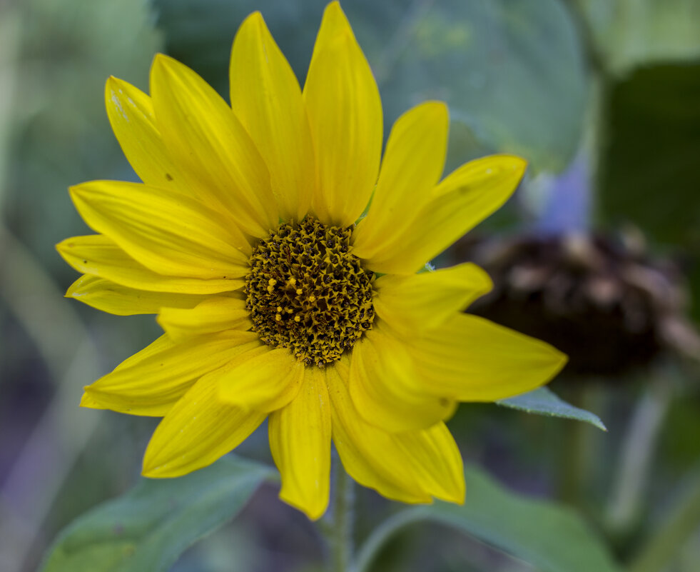 Цветы - Андрей C