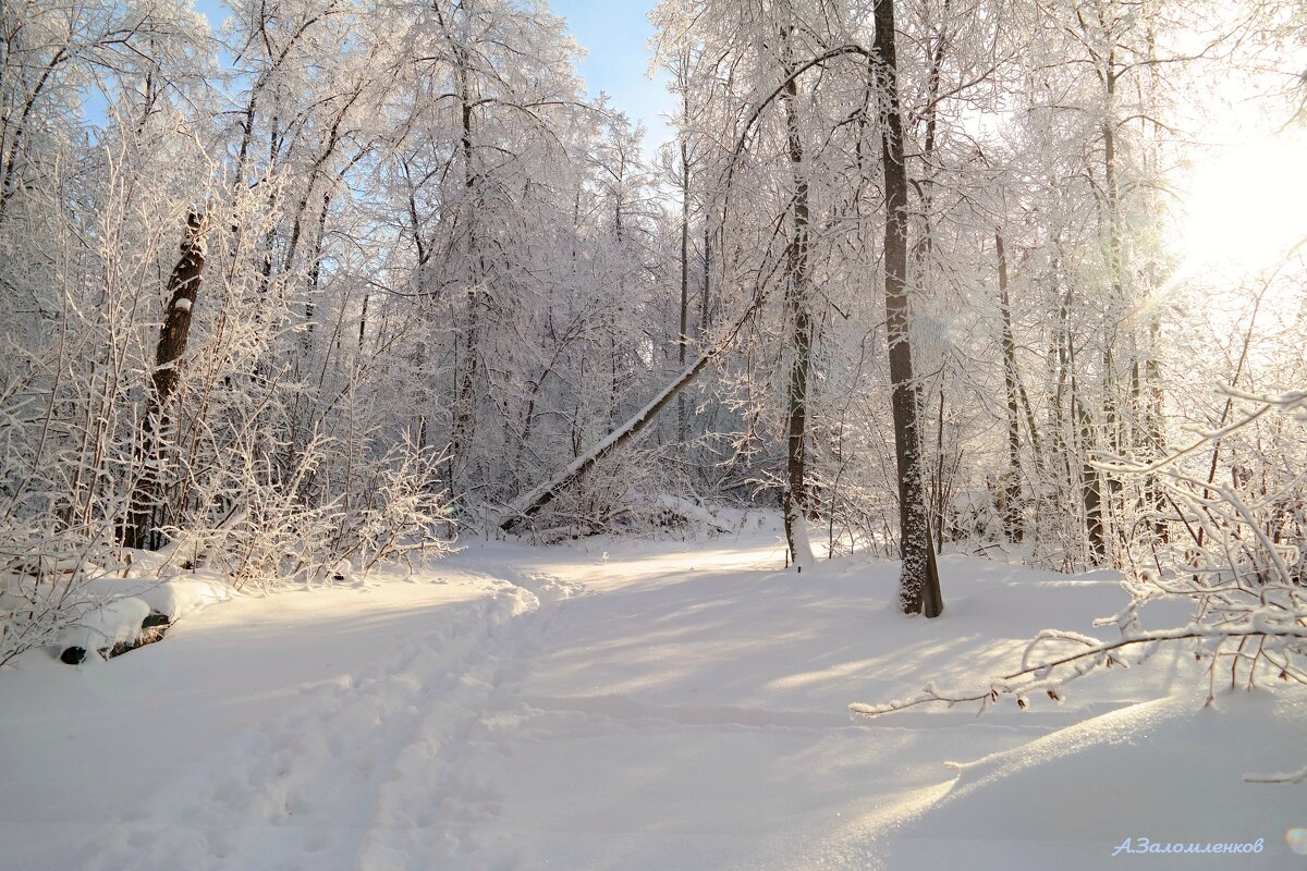 Свет конца января... - Андрей Заломленков