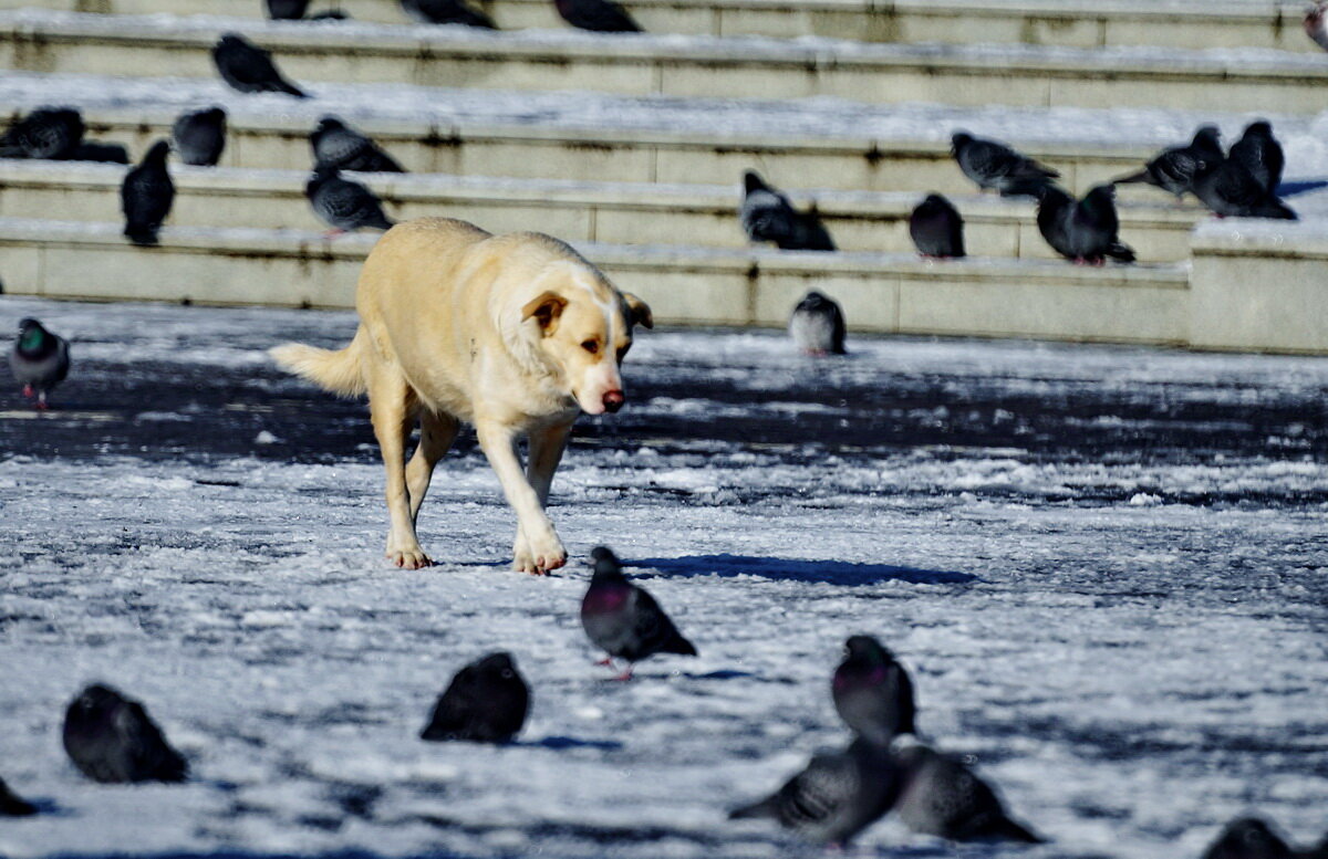 Расступись пернатые... - Николай Саржанов Расступись пернатые... - Николай Саржанов