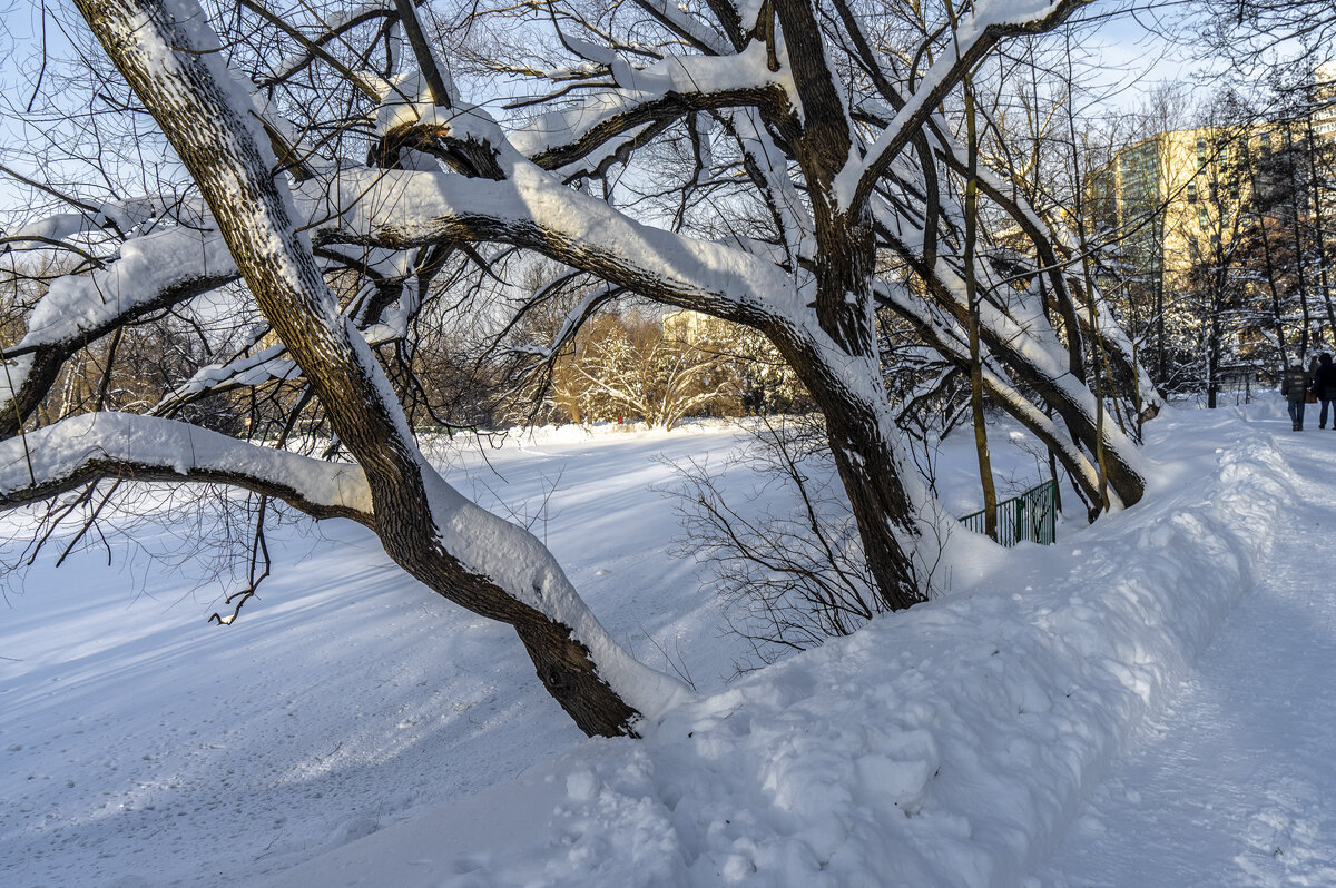 В  Воронцовском парке - Владимир Езеров 