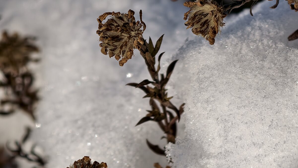 Совсем замерз - Мариша 