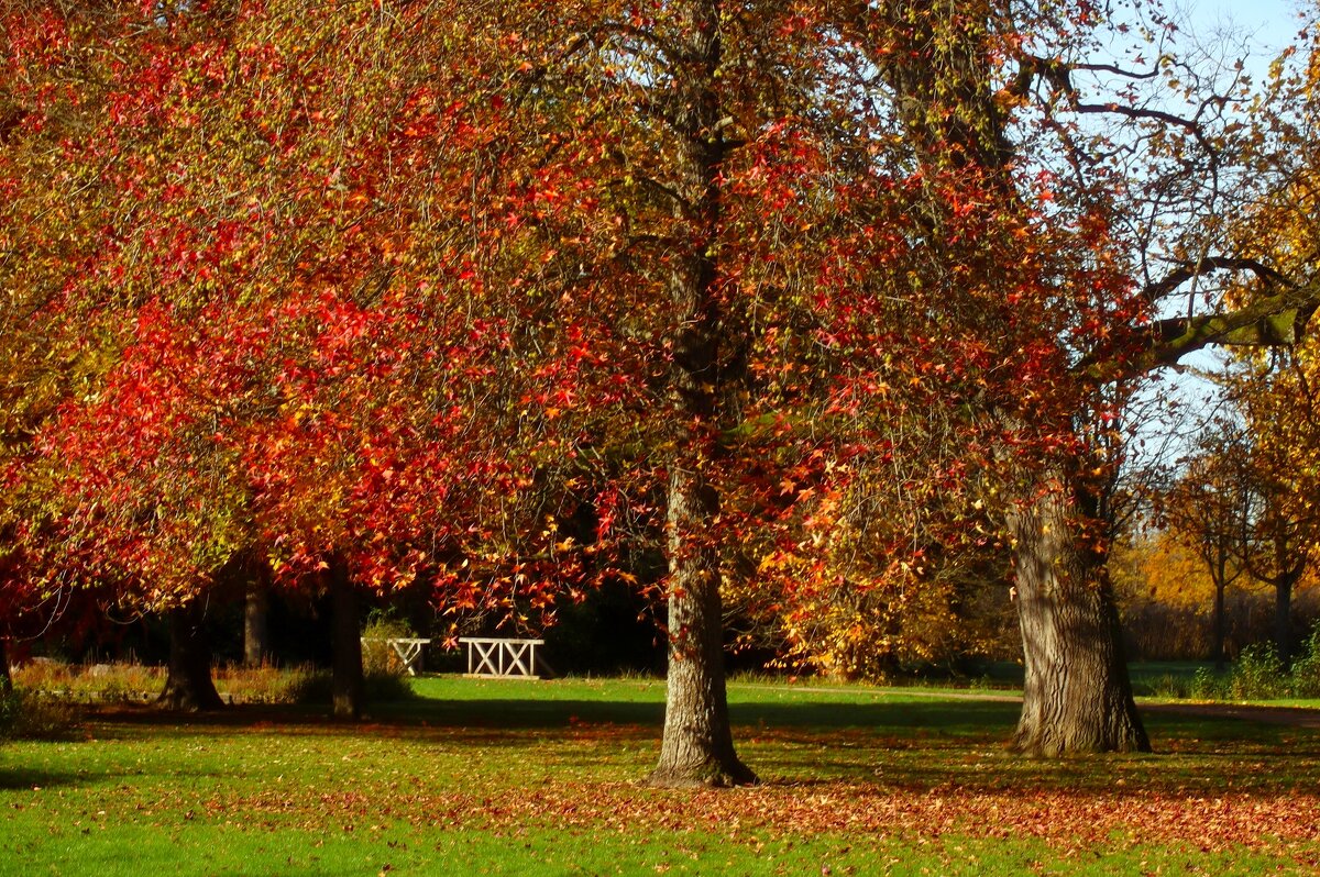 В осеннем парке - Юрий. Шмаков
