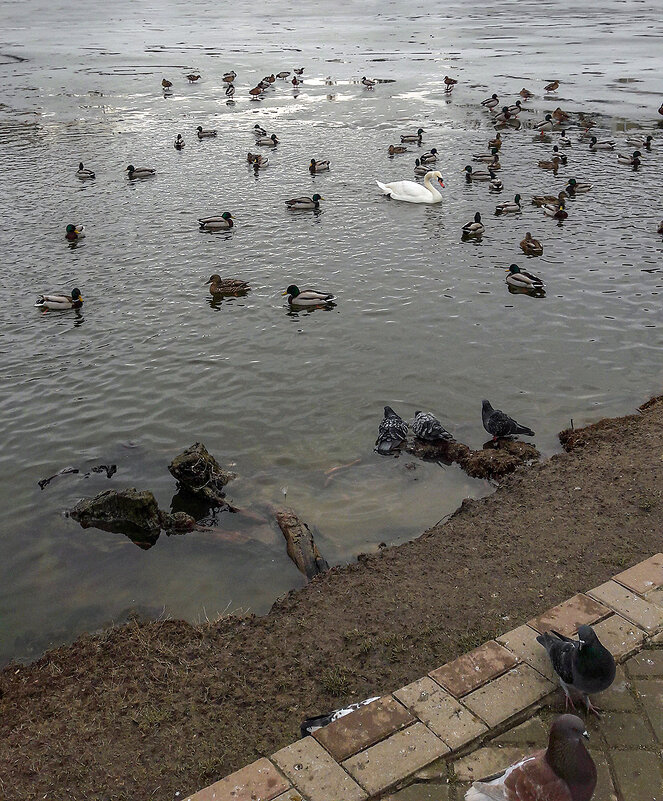 Полынья - Варвара 