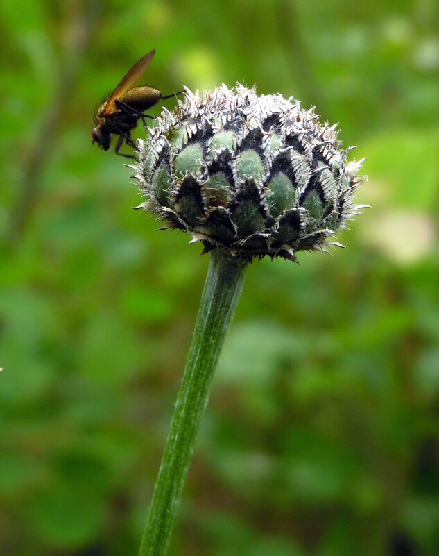 Просто муха. - nadyasilyuk Вознюк