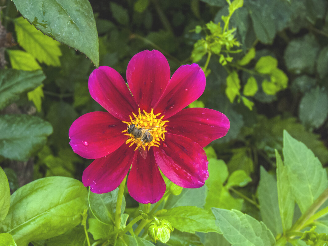 Пчёлка на цветке - Валентин Семчишин