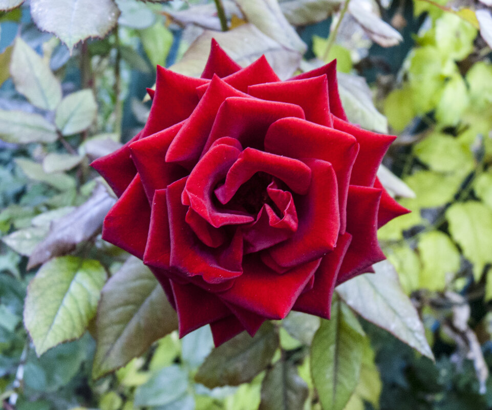 Бархатная  розза - Валентин Семчишин