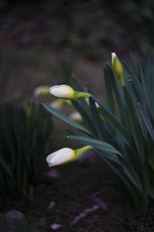 *** - Яна Горбунова