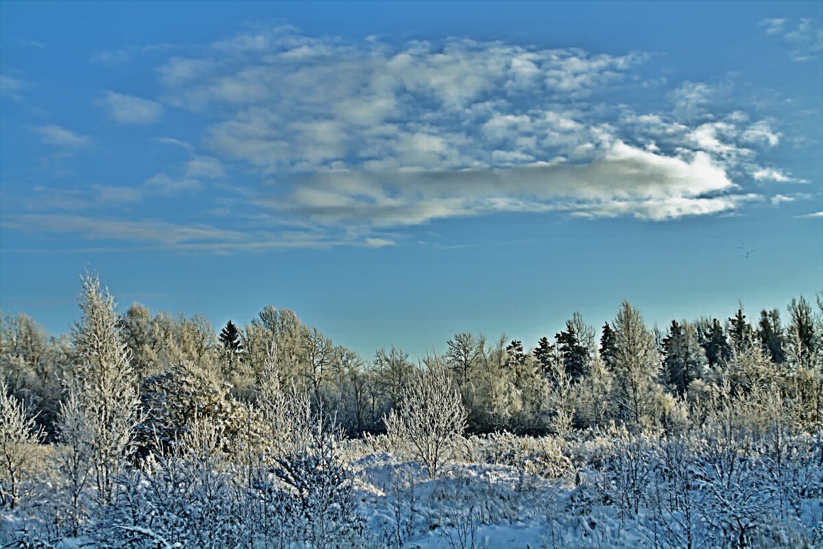 Зимний лес. - евгений 