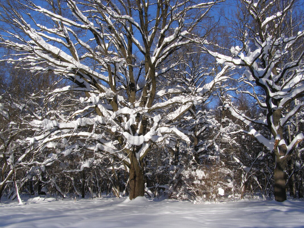 Мощь дуба зимой - Анна Воробьева