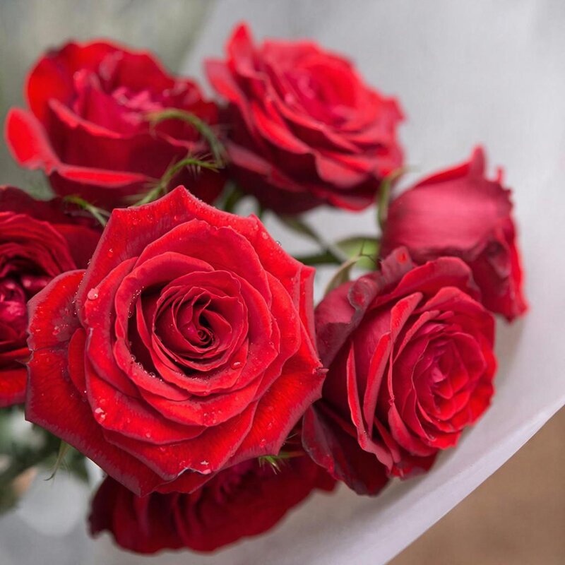 букет из роз - МАРИЯ ПОПОВА