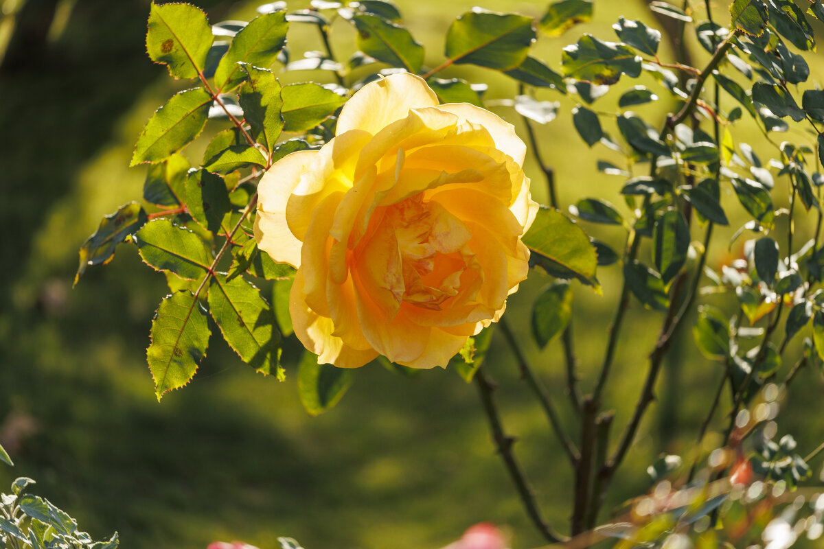 Зимние розы - Светлана Тихонина