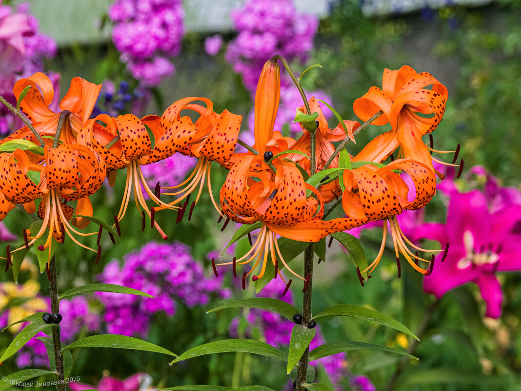 Тигровая красавица - Николай Зиновьев