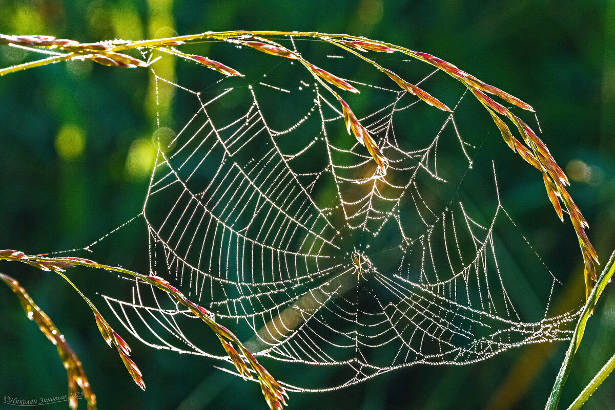 Ранее утро в окрестностях Ухты. Паутинка серебрится после тумана на солнышке - Николай Зиновьев Ранее утро в окрестностях Ухты. Паутинка серебрится после тумана на солнышке - Николай Зиновьев