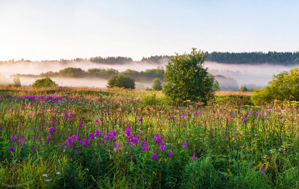 Ранее утро в окрестностях Ухты. Вид на высокий таежный берег реки Ухта - Николай Зиновьев