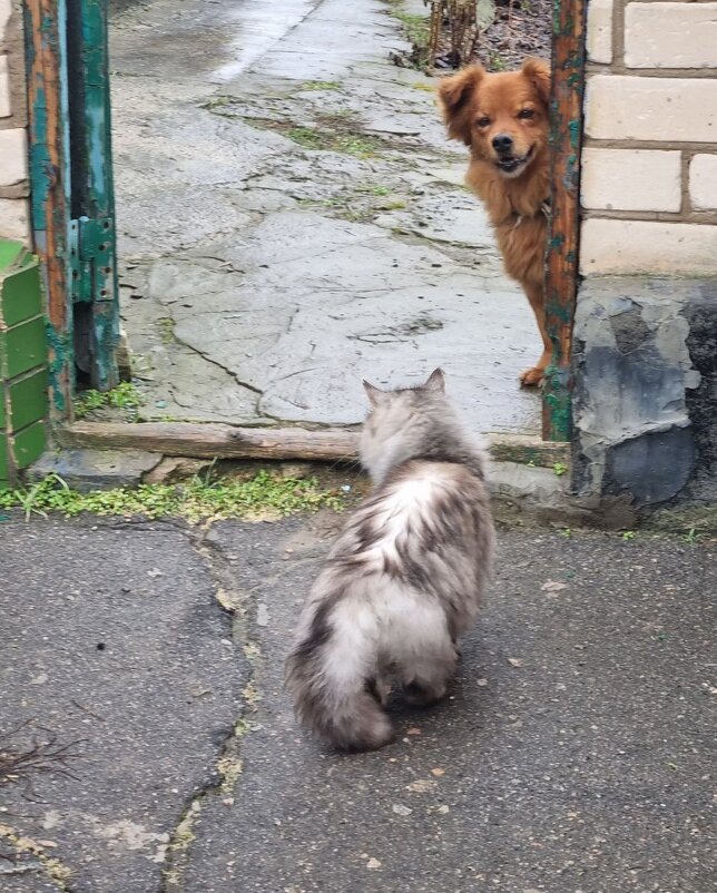 Улыбка из-за угла :) - Наталья 