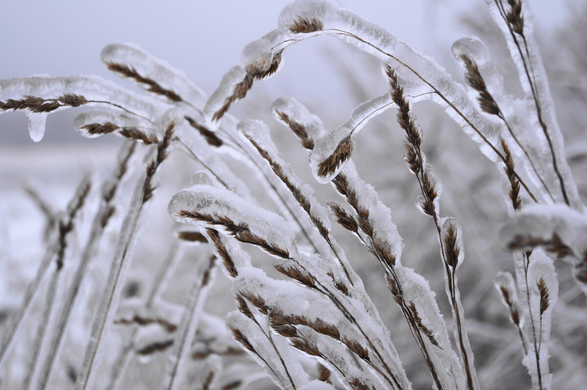 После "ледяного" дождя. - Сергей Ц После "ледяного" дождя. - Сергей Ц