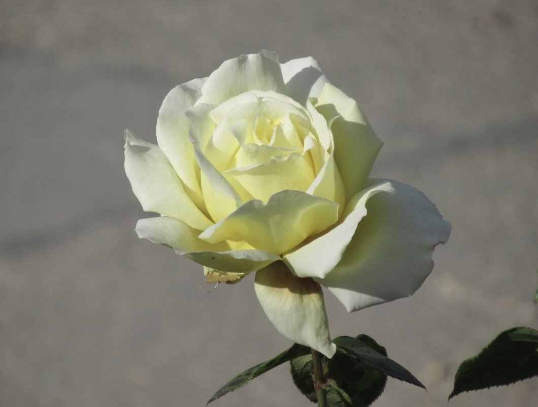 Розы... розы... - viach 