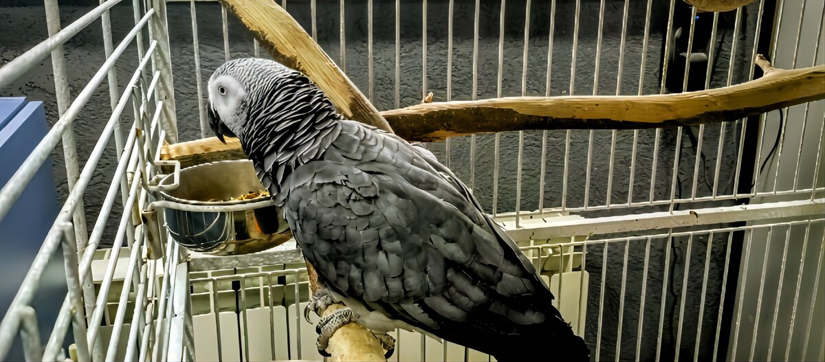 Попугай - Михаил Столяров