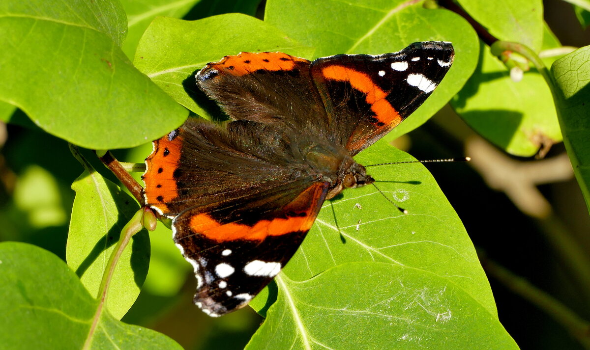 опять про бабочек...372 - Александр Прокудин опять про бабочек...372 - Александр Прокудин