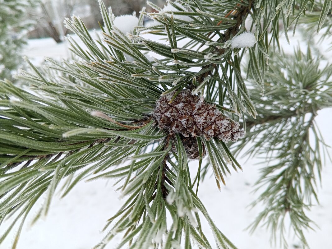 Сосна - Сапсан 