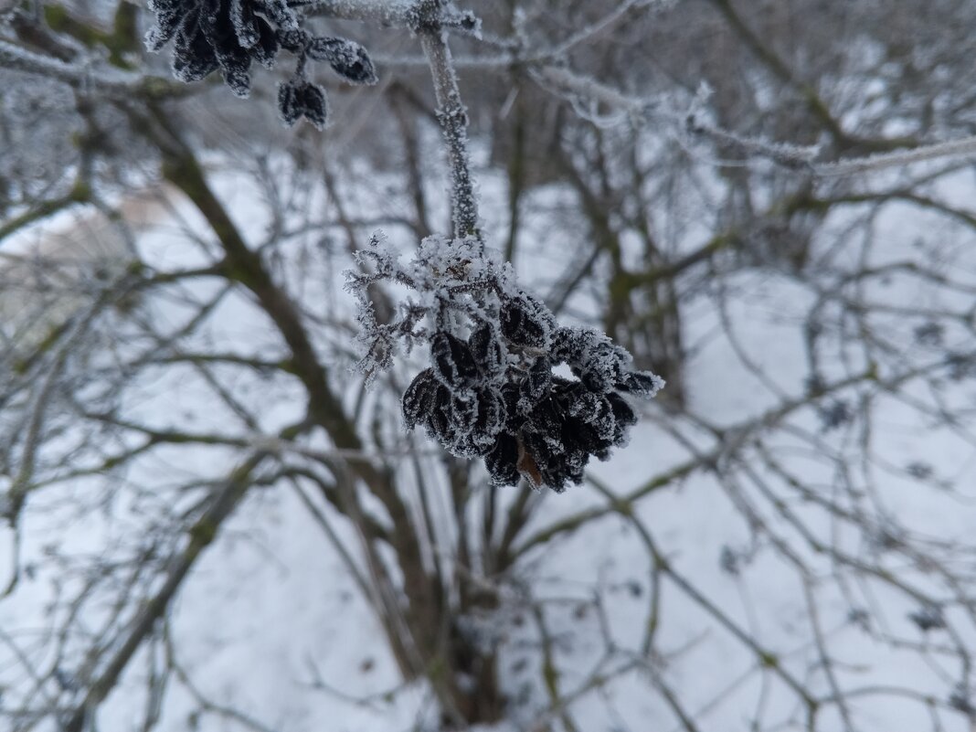 Изморозь - Сапсан 