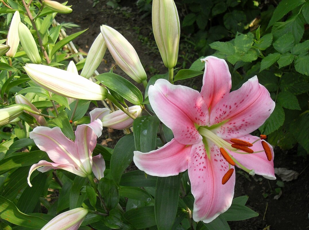 Нежная лилия - Наталья *** Нежная лилия - Наталья ***