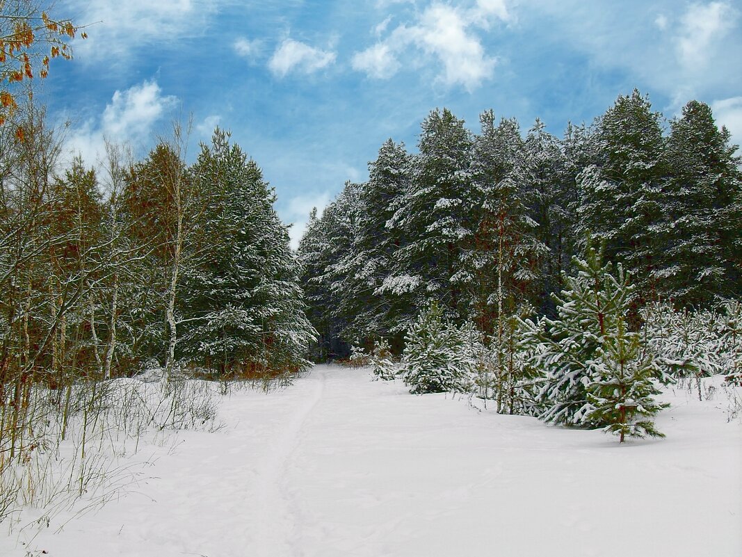 По тропинке в зимний лес - Наталья ***