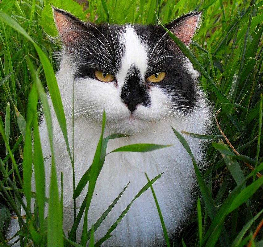 Кошка Дашка - Наталья ***