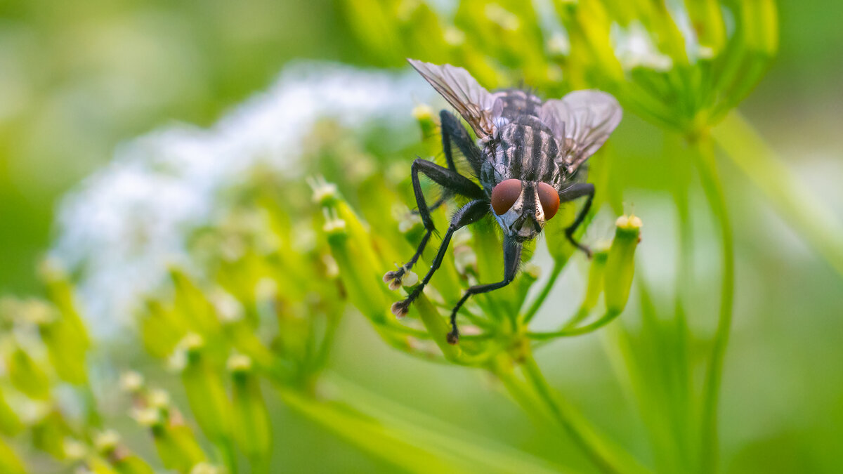 Летнее макро - Владимир Лазарев
