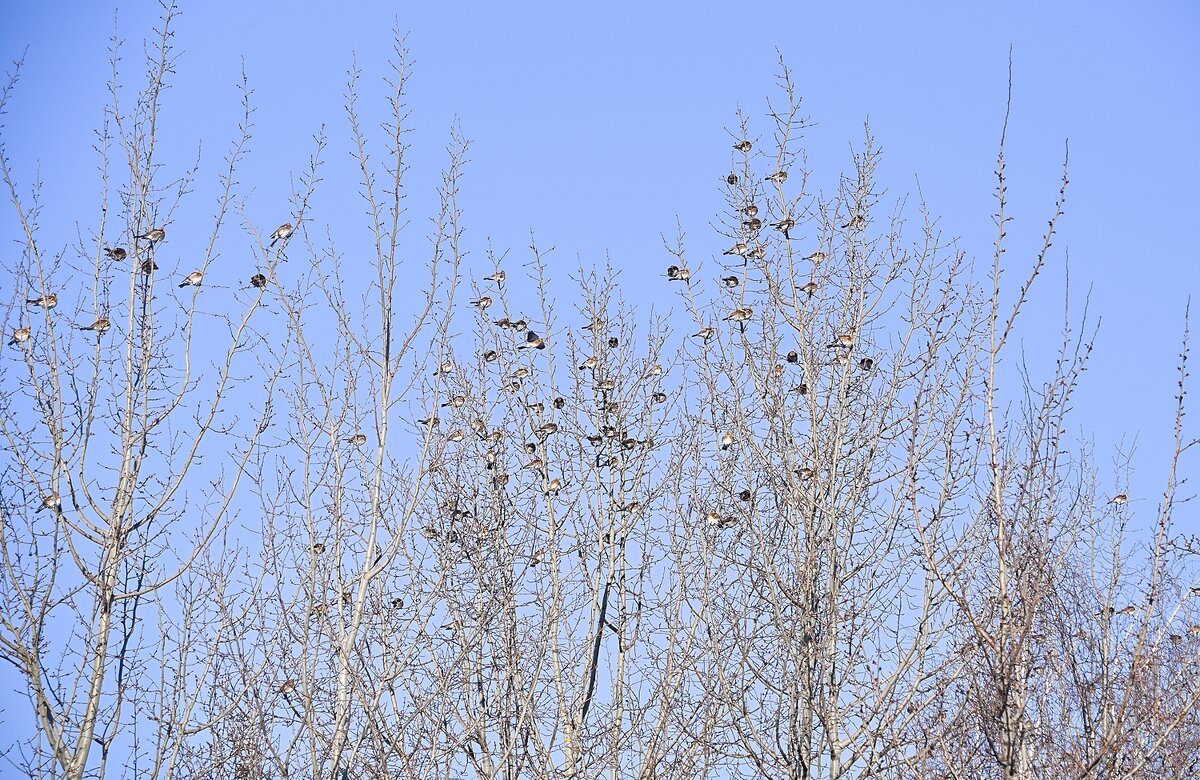 Дрозды прилетели - Валерий Иванович