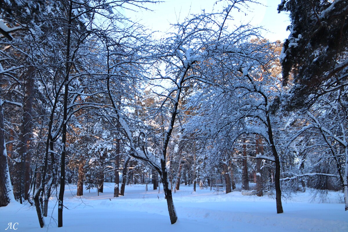 Январское утро - Любовь Сахарова