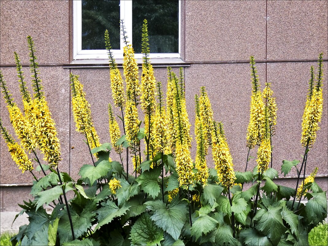 У дома под окном - Валентина * У дома под окном - Валентина *