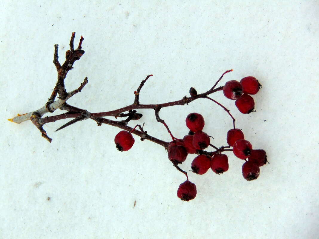 Ягоды на снегу. - nadyasilyuk Вознюк
