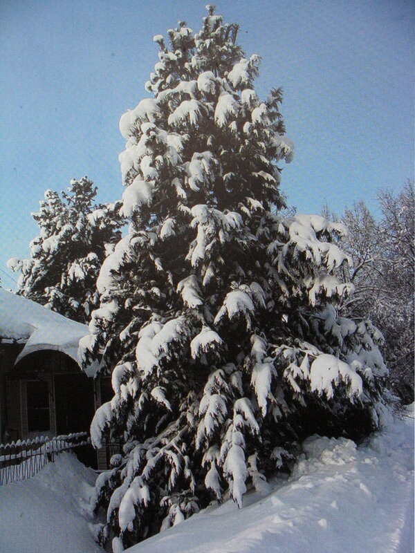 В зимнем наряде - Людмила Смородинская