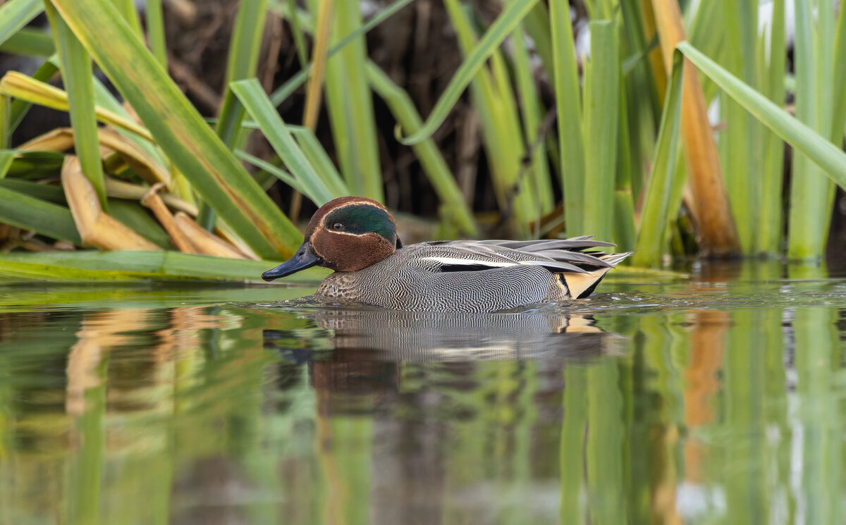 чирок свистунок - юрий макаров чирок свистунок - юрий макаров