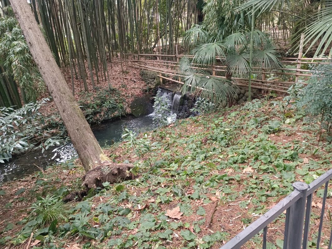 Сочинский дендрарий - Serega SchütZ Сочинский дендрарий - Serega SchütZ